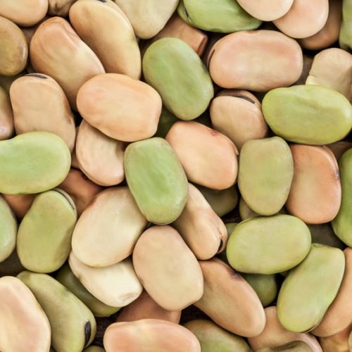 Faba Bean Storage and Grading Alberta Pulse Growers