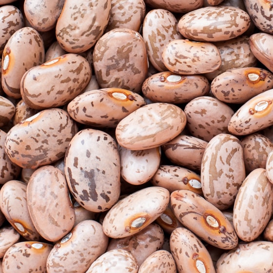 Dry Beans for Producers Alberta Pulse Growers