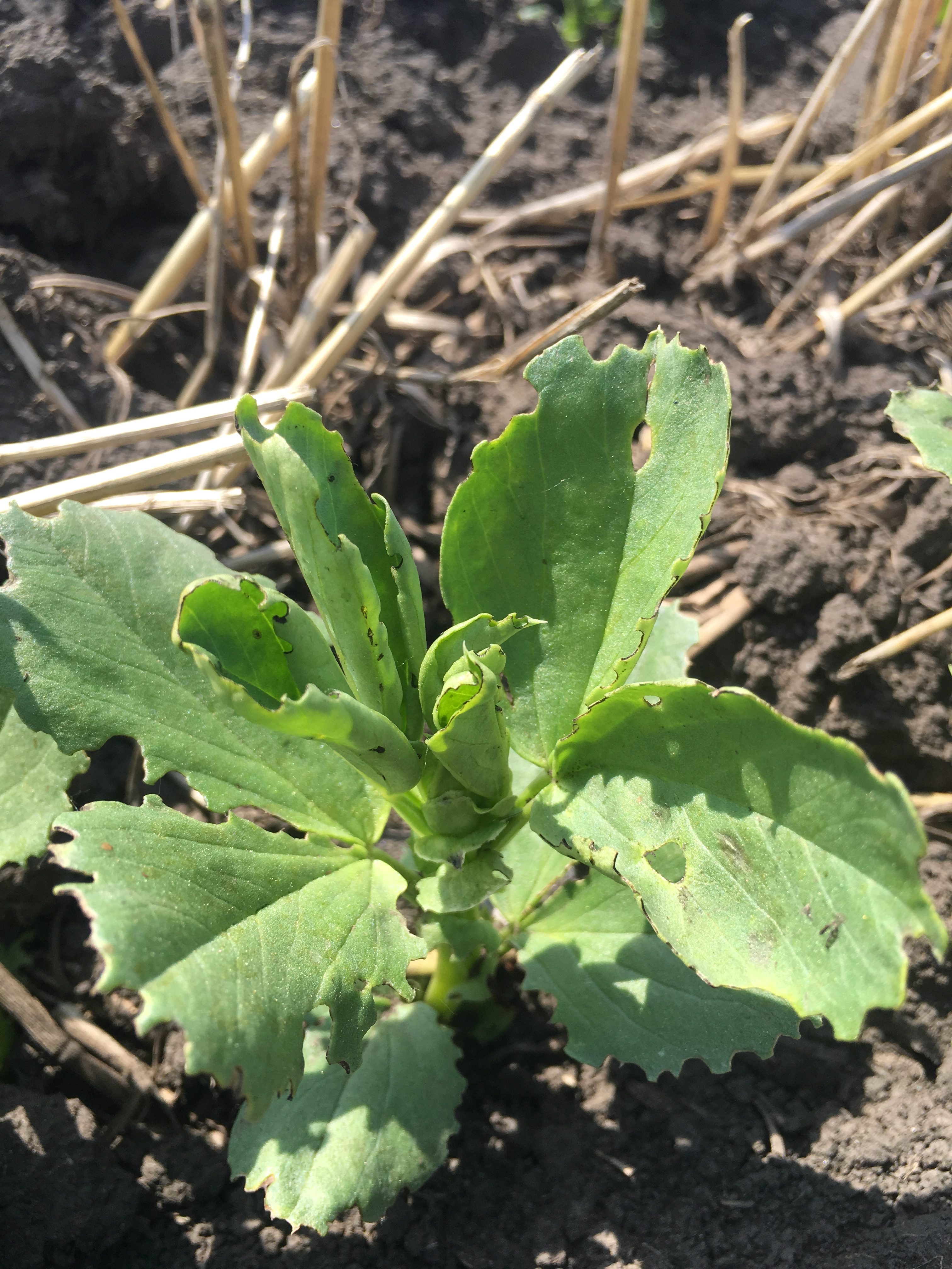 Pea Leaf Weevil Risk Map from 2018 Survey Season - Alberta Pulse Growers