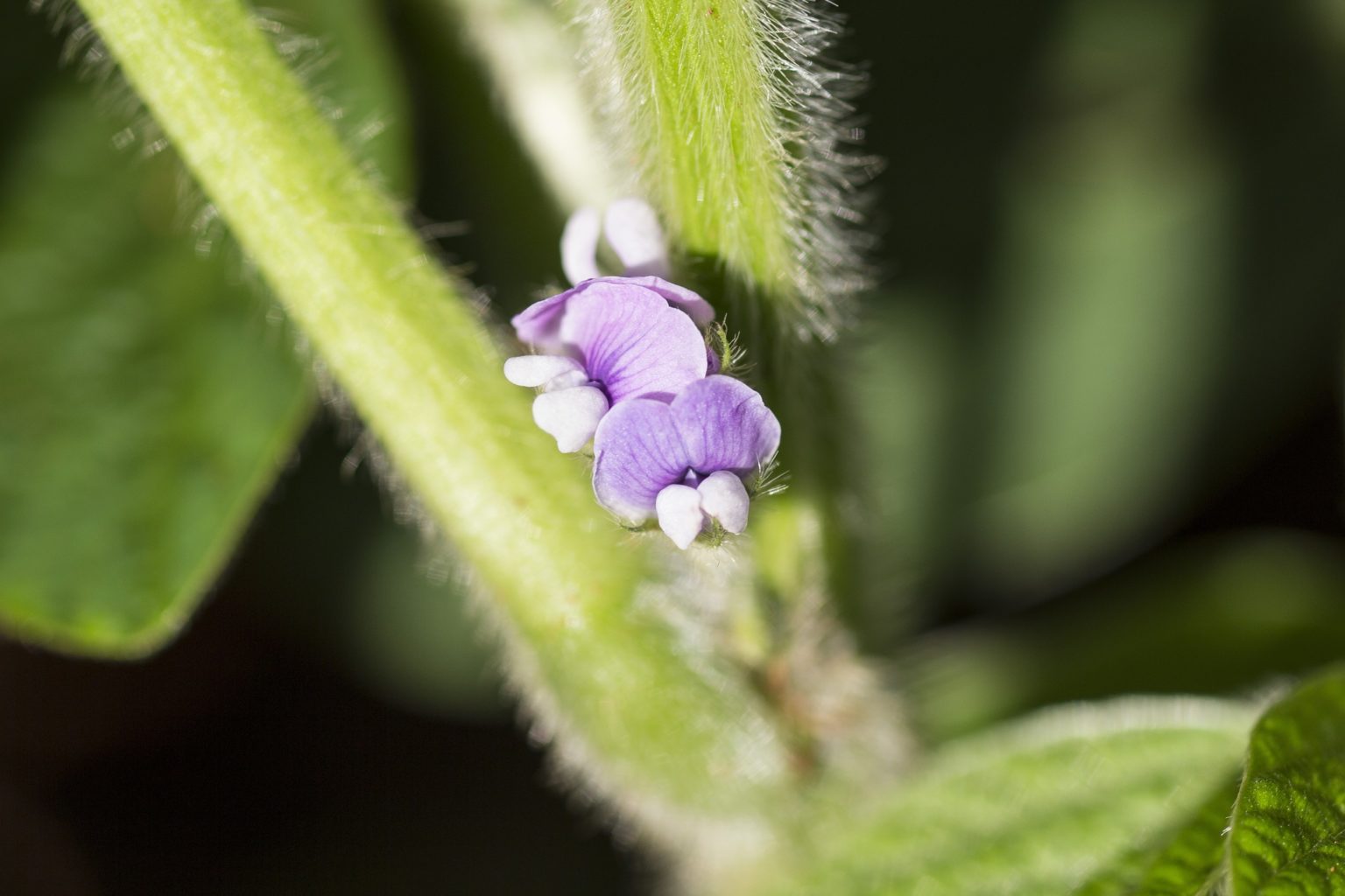Soybeans for Producers Alberta Pulse Growers