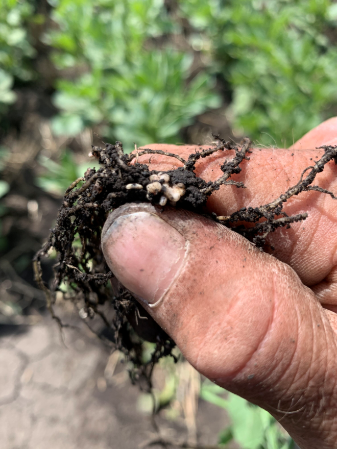 Faba Bean Inoculation Alberta Pulse Growers