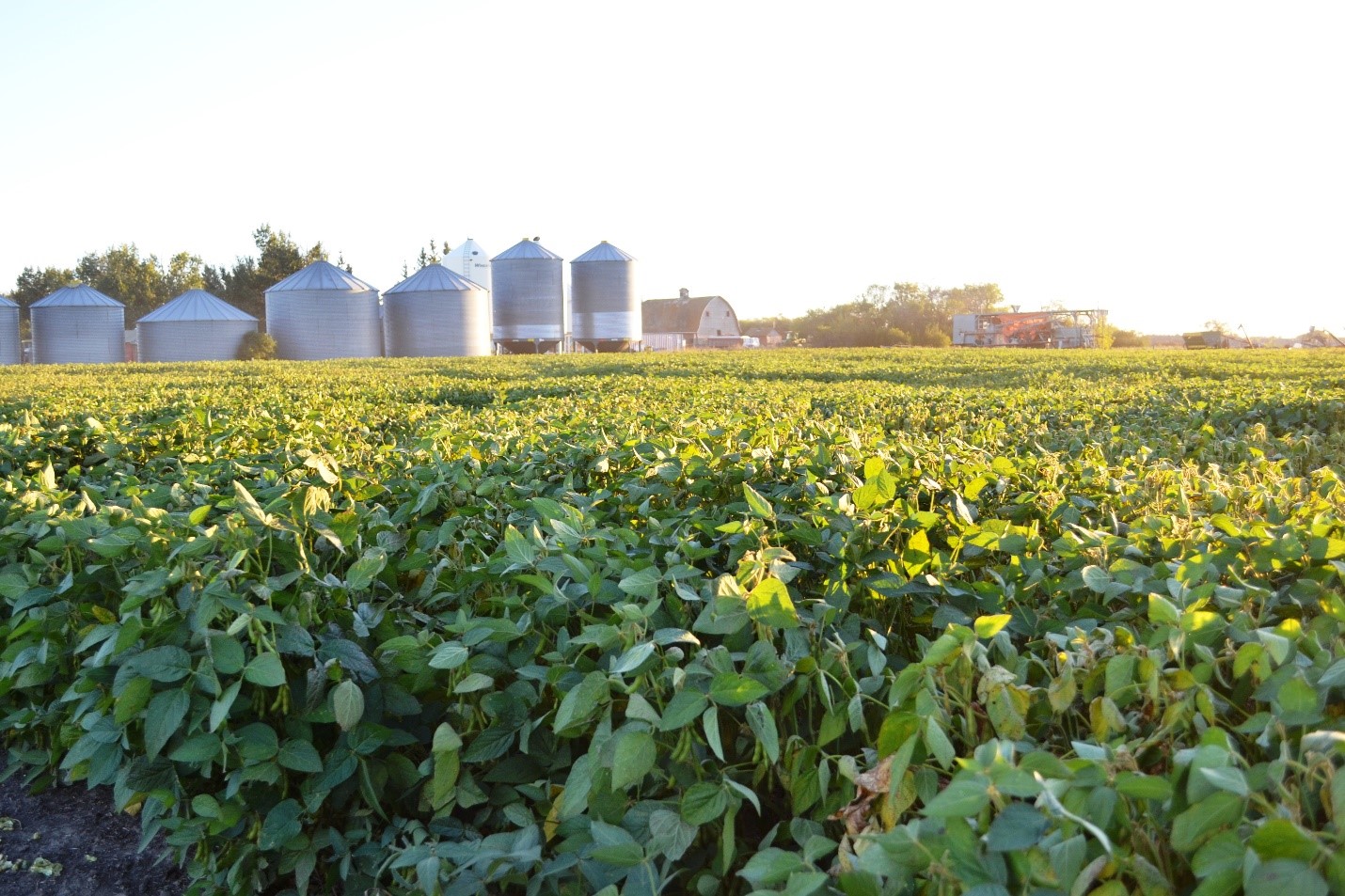 Soybeans for Producers Alberta Pulse Growers