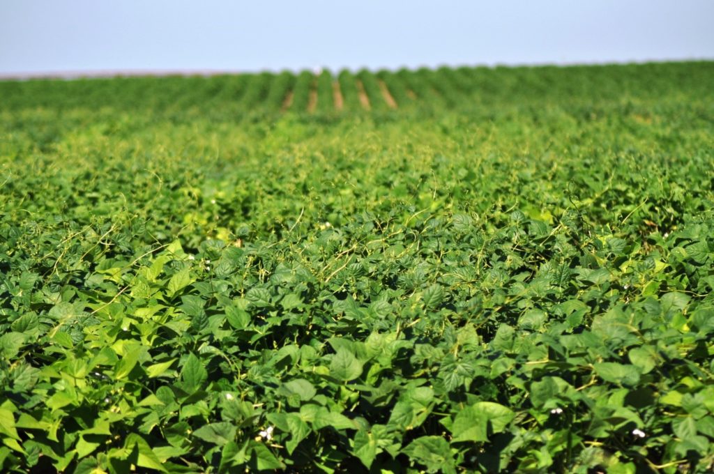 Dry Beans for Producers Alberta Pulse Growers
