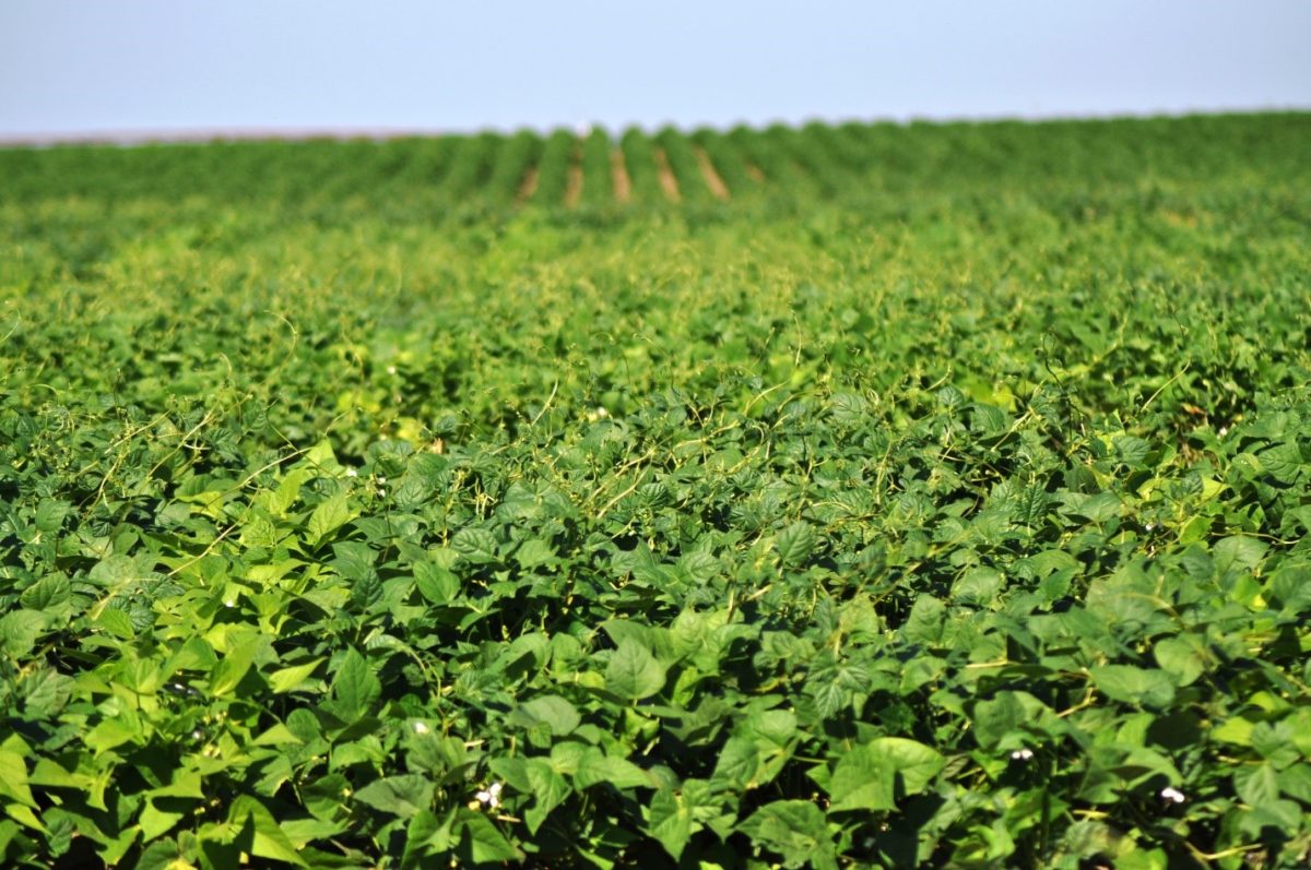 Dry Beans for Producers Alberta Pulse Growers