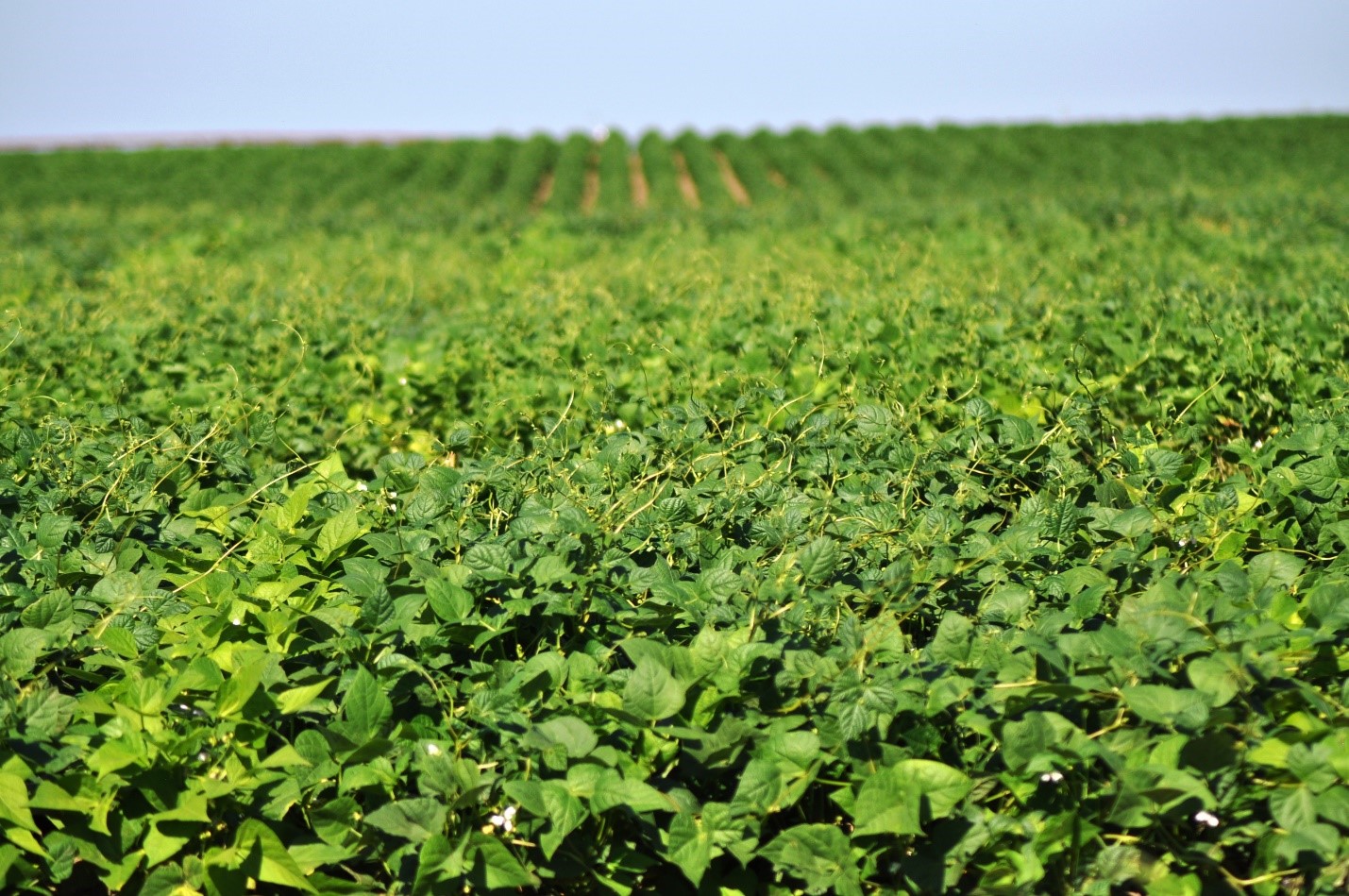 Dry Beans for Producers Alberta Pulse Growers