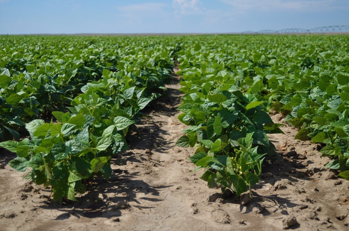 Dry Beans for Producers Alberta Pulse Growers