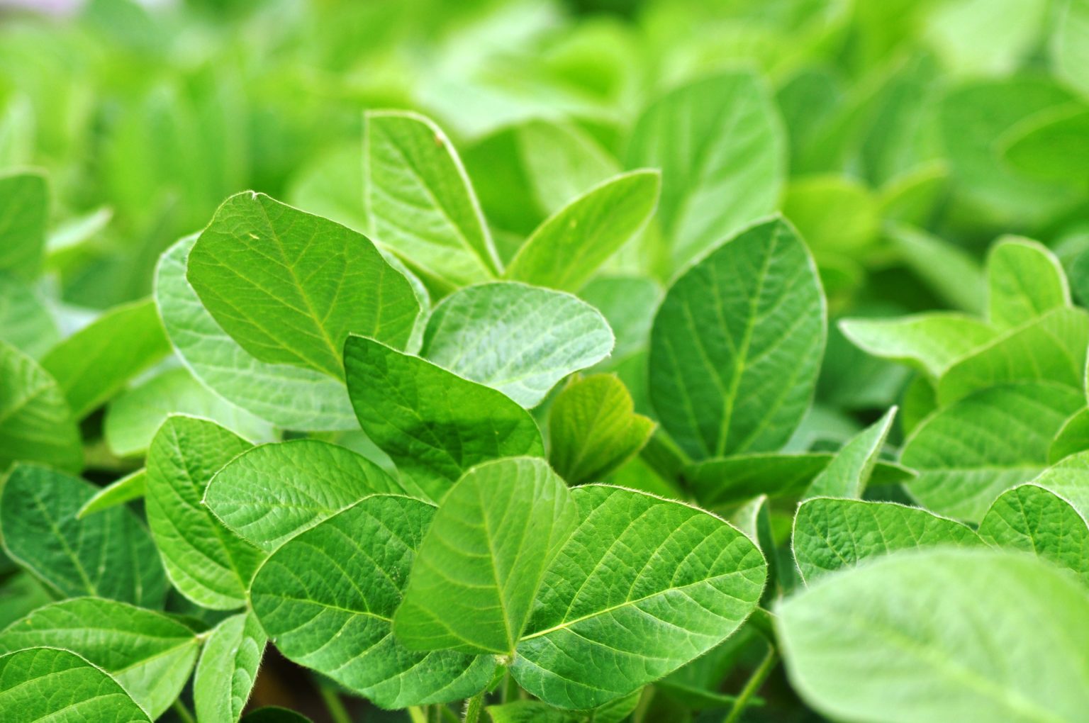 Soybeans for Producers Alberta Pulse Growers