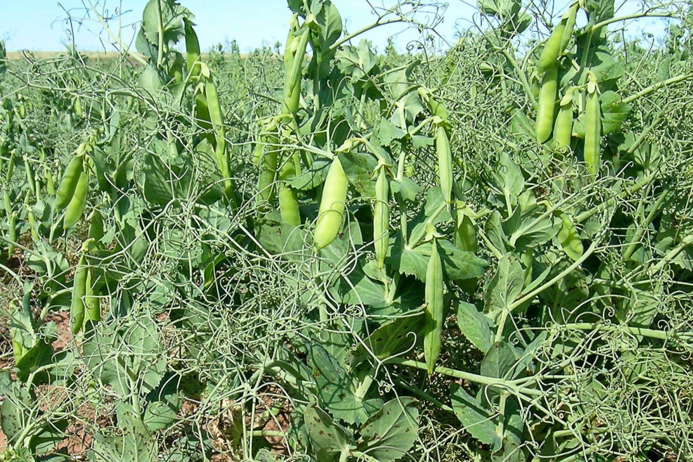 Peas for Producers - Alberta Pulse Growers