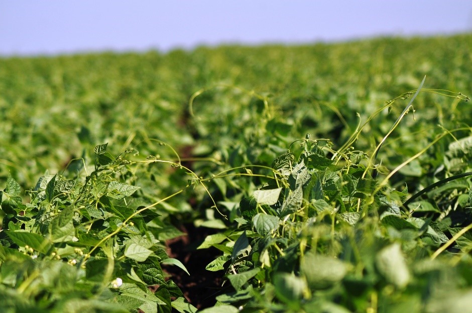 Dry Beans for Producers Alberta Pulse Growers