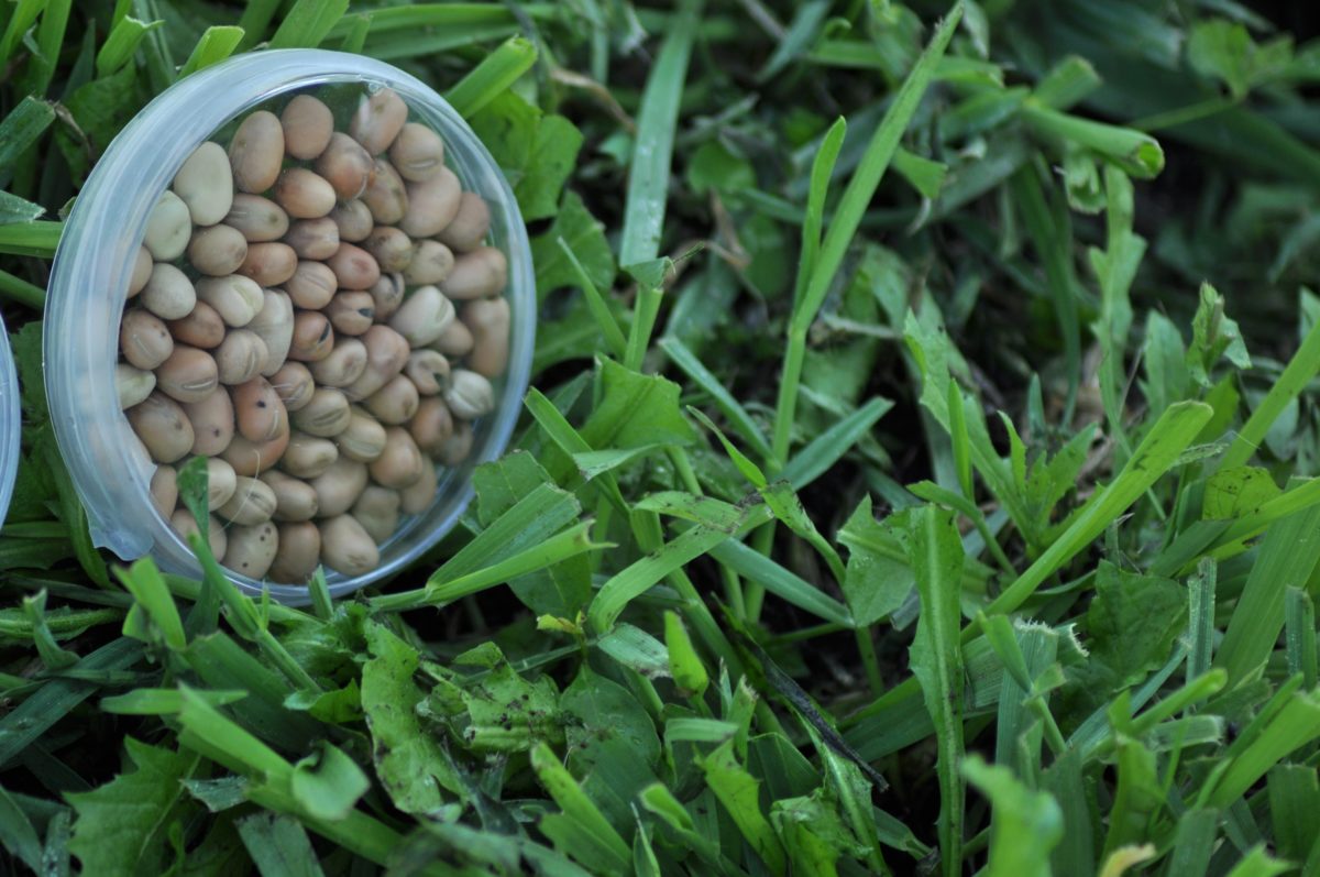 Faba Beans for Producers Alberta Pulse Growers