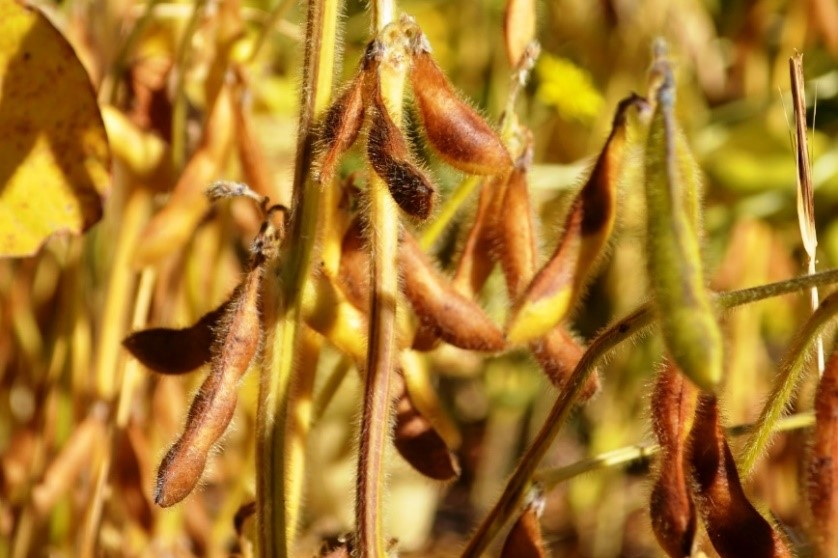 Soybeans for Producers Alberta Pulse Growers