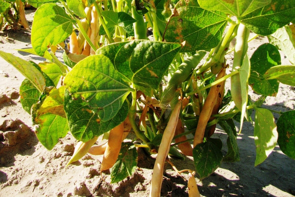 Dry Beans for Producers Alberta Pulse Growers