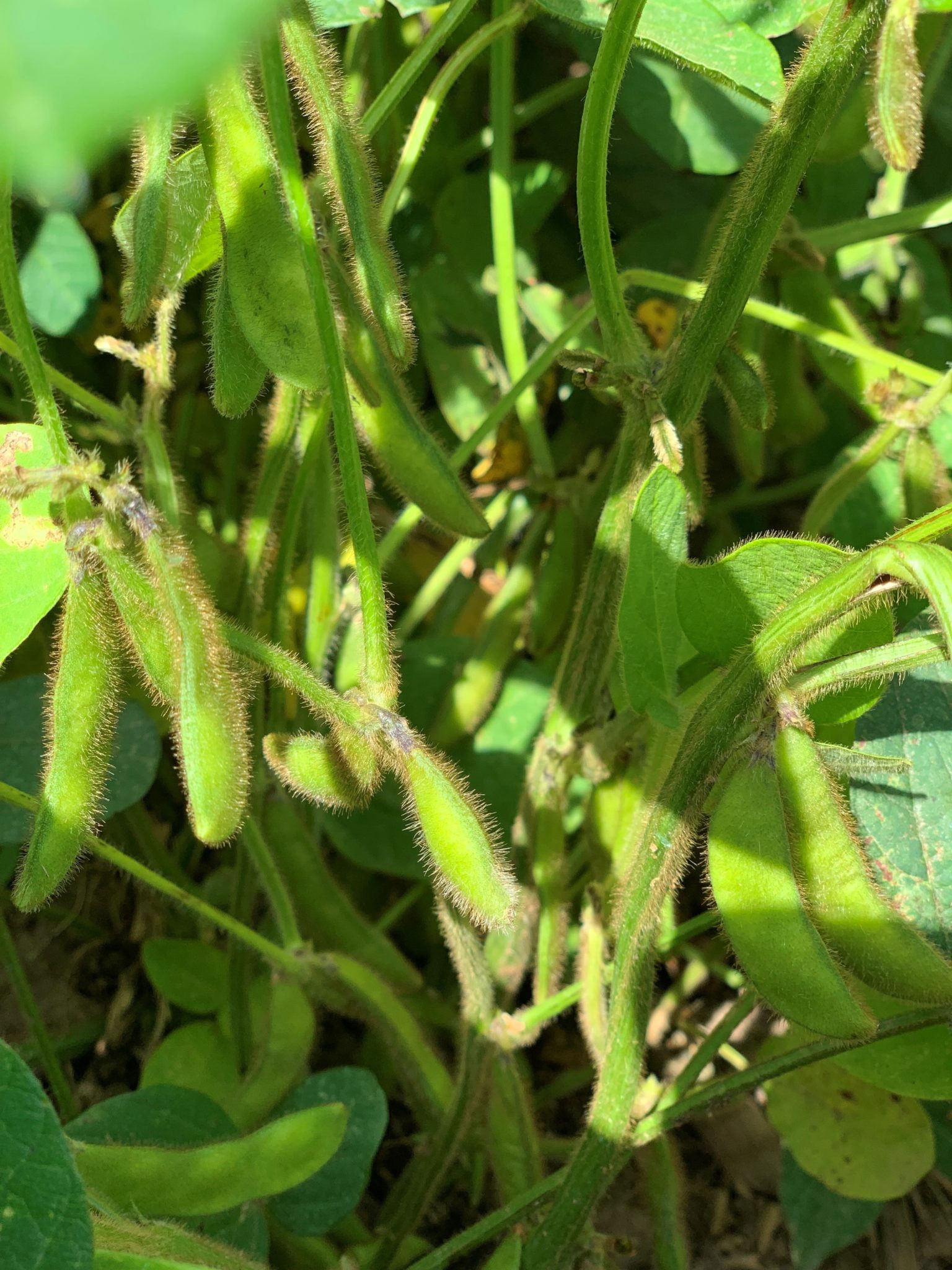 Soybeans for Producers Alberta Pulse Growers