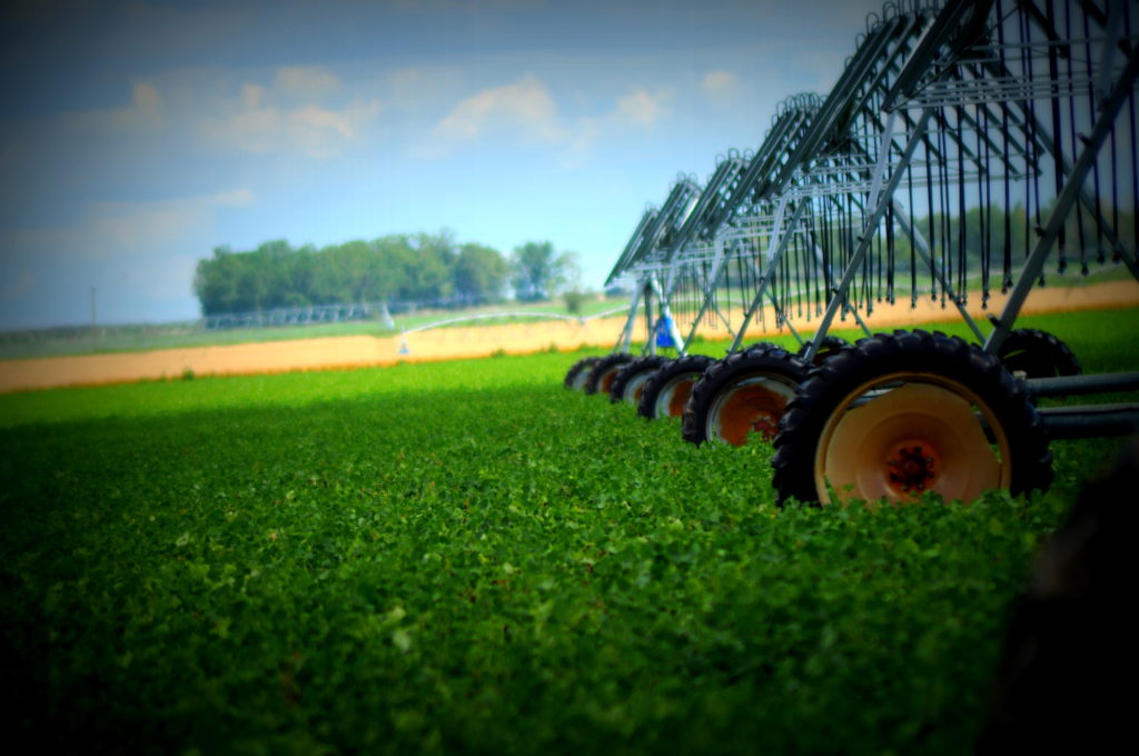 dry-beans-for-producers-alberta-pulse-growers