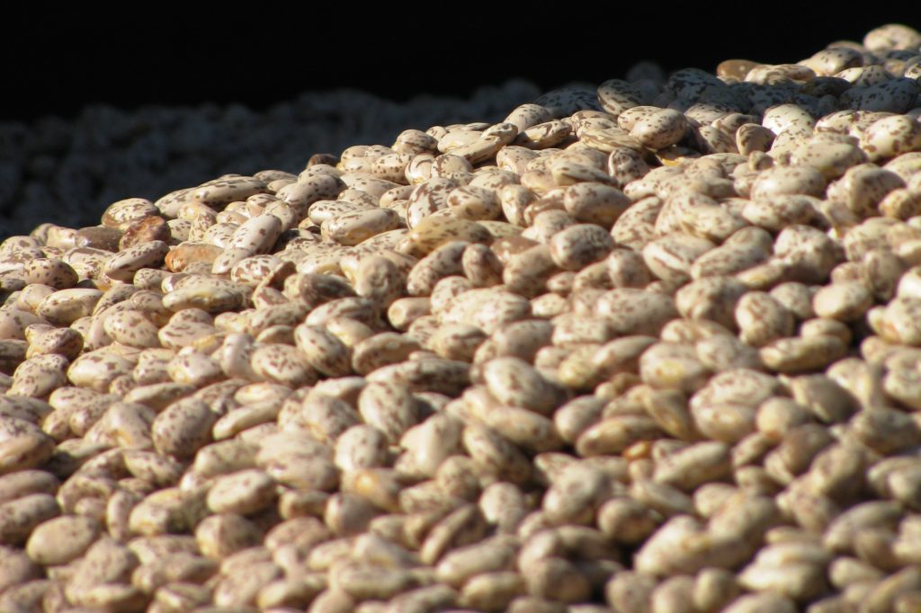Dry Bean Storage and Grading Alberta Pulse Growers
