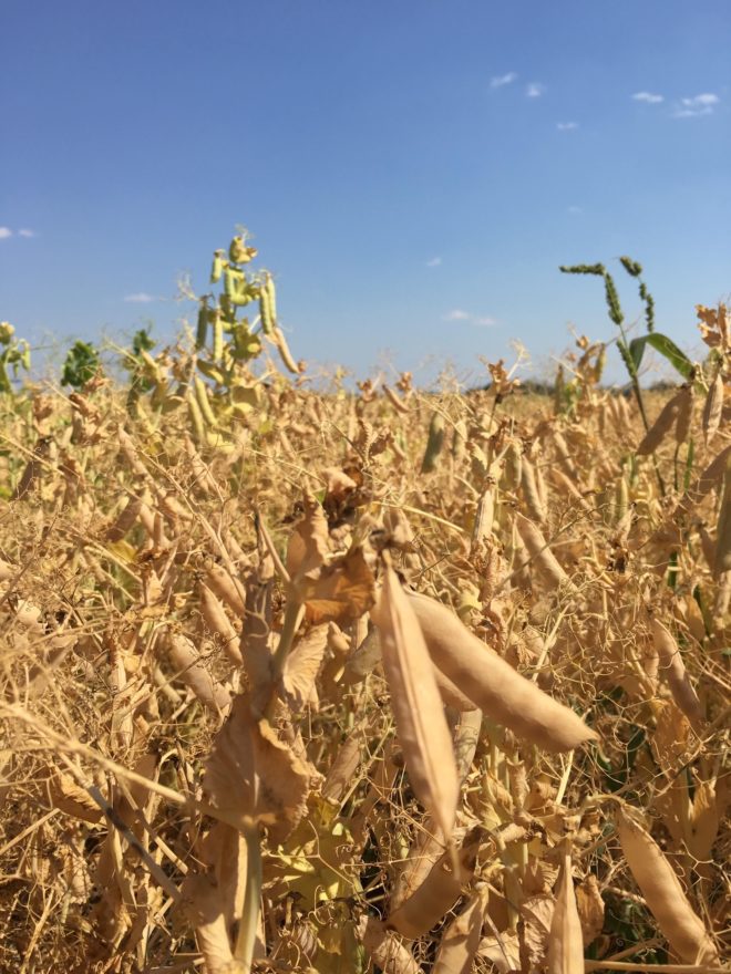 Field Peas Harvesting Alberta Pulse Growers