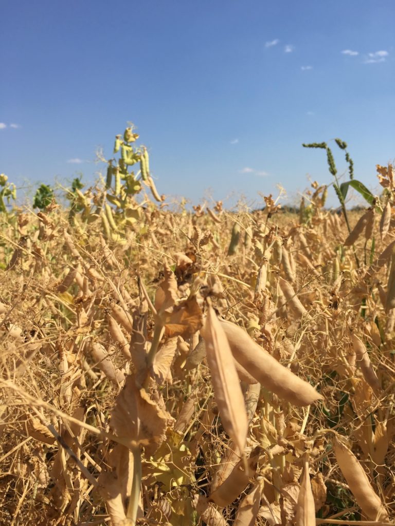 Field Peas Harvesting Alberta Pulse Growers