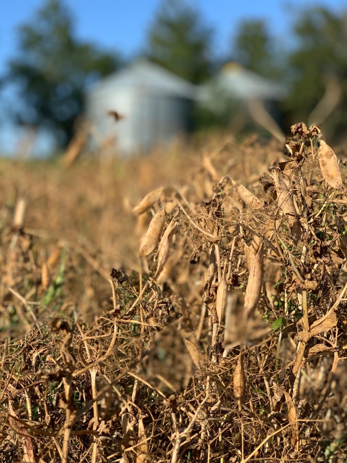 Field Peas Harvesting Alberta Pulse Growers