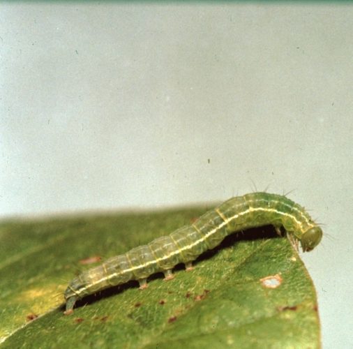 Soybeans Insects Alberta Pulse Growers