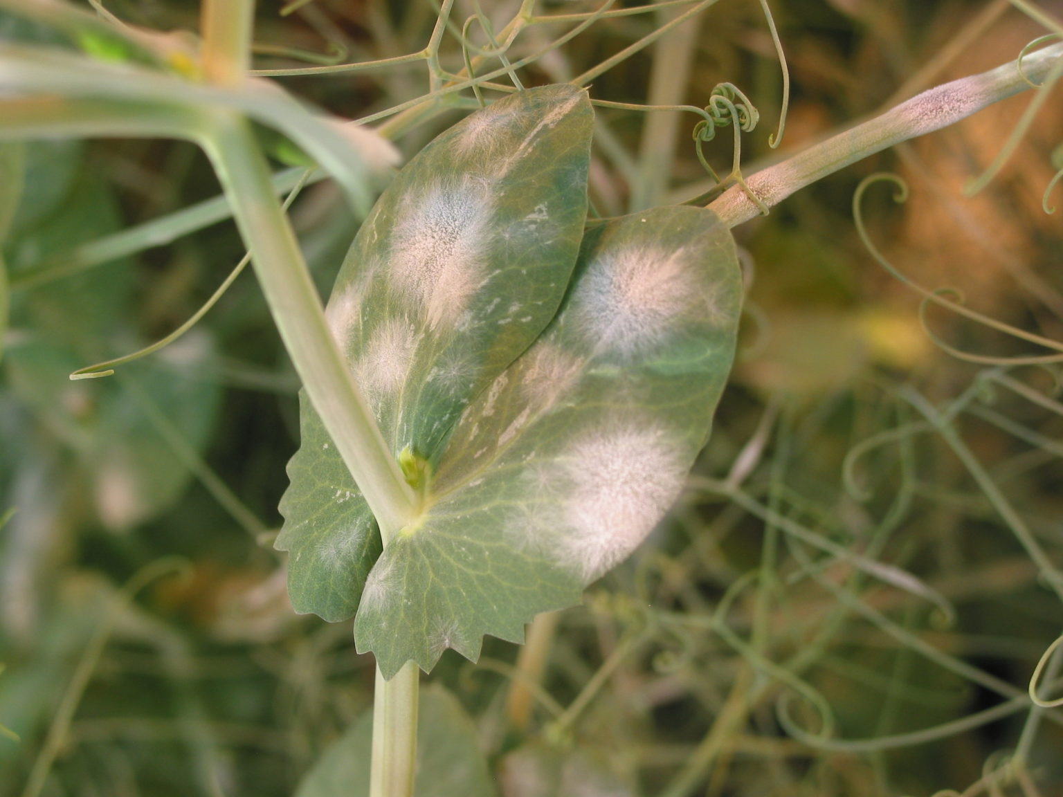 Field Pea Foliar Diseases Alberta Pulse Growers