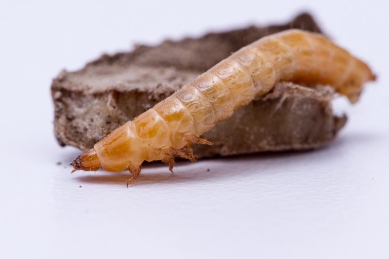 Chickpea - Insects - Alberta Pulse Growers